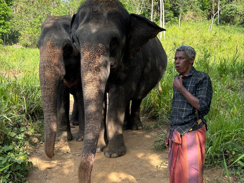 Elephant Freedom Project-凯格勒 必去景点