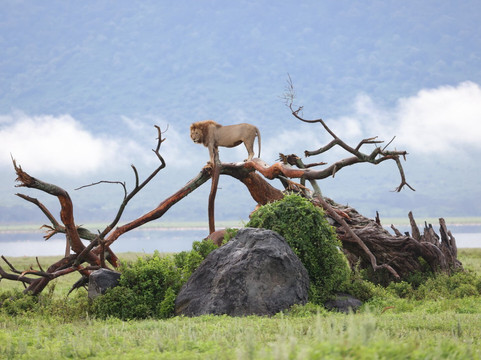 Wild Media Safaris-莫西必去景点