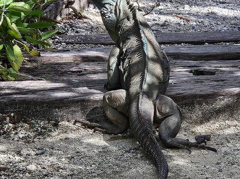 Blue Iguana Conservation Tour-North Side必去景点