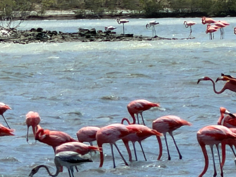 Flamingo Sanctuary Sint Willibrordus-Sint Willibrordus必去景点