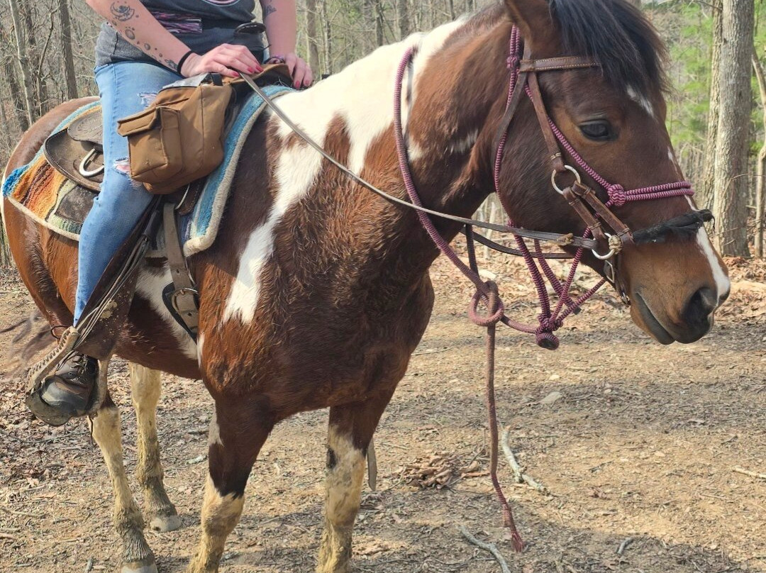 Smoky Mountain Trail Rides and Bison Farm-Marshall必去景点