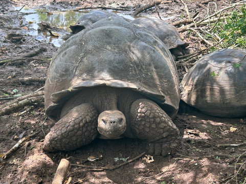 Go Galápagos Tours-Baltra必去景点