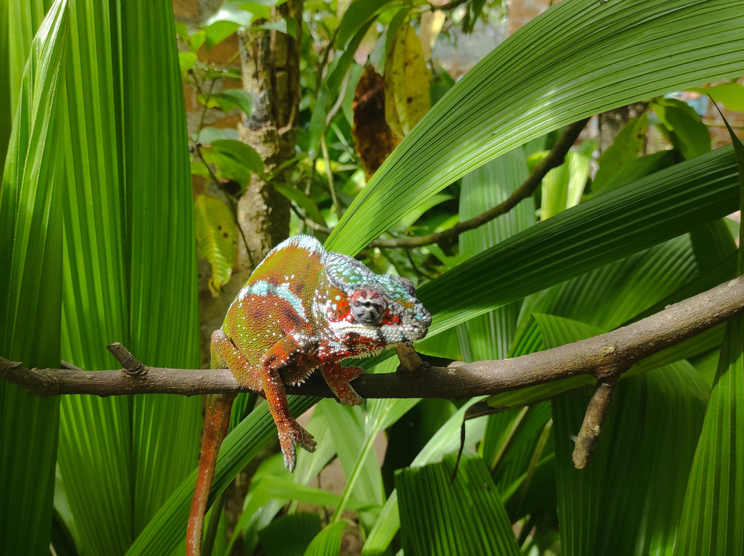 Madagascar Ideal Adventures-安齐拉贝必去景点