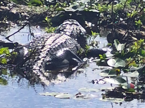 Grape Hammock Airboat & Alligator Tours-莱克威尔士必去景点
