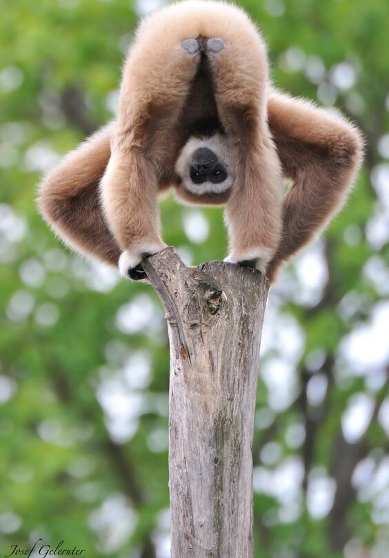 Sumatra Orangutan Tours-武吉拉旺必去景点