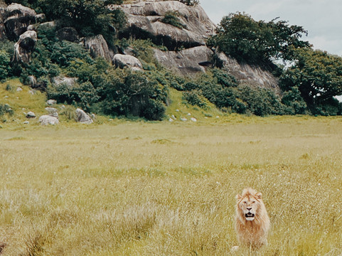 Meijo Safaris-阿鲁沙区必去景点