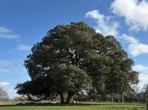 National Trust - Charlecote Park-沃里克必去景点