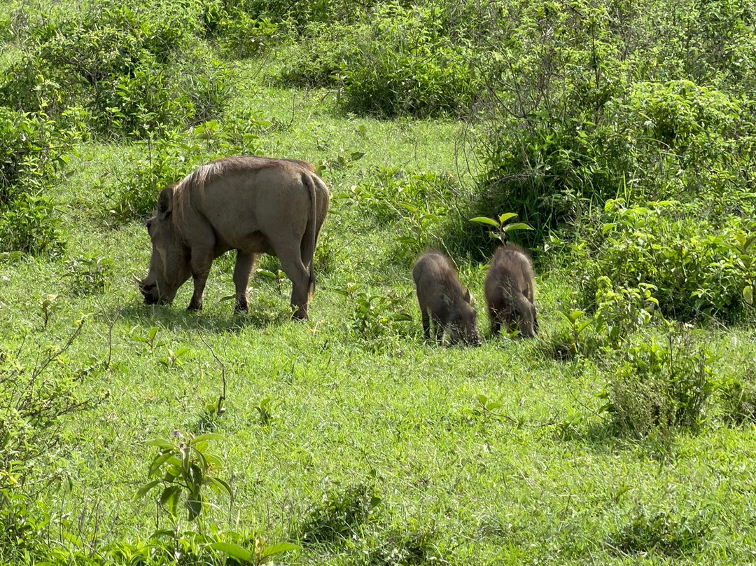 HIDAYA AFRICA TOURS AND TRAVEL-纳库鲁必去景点