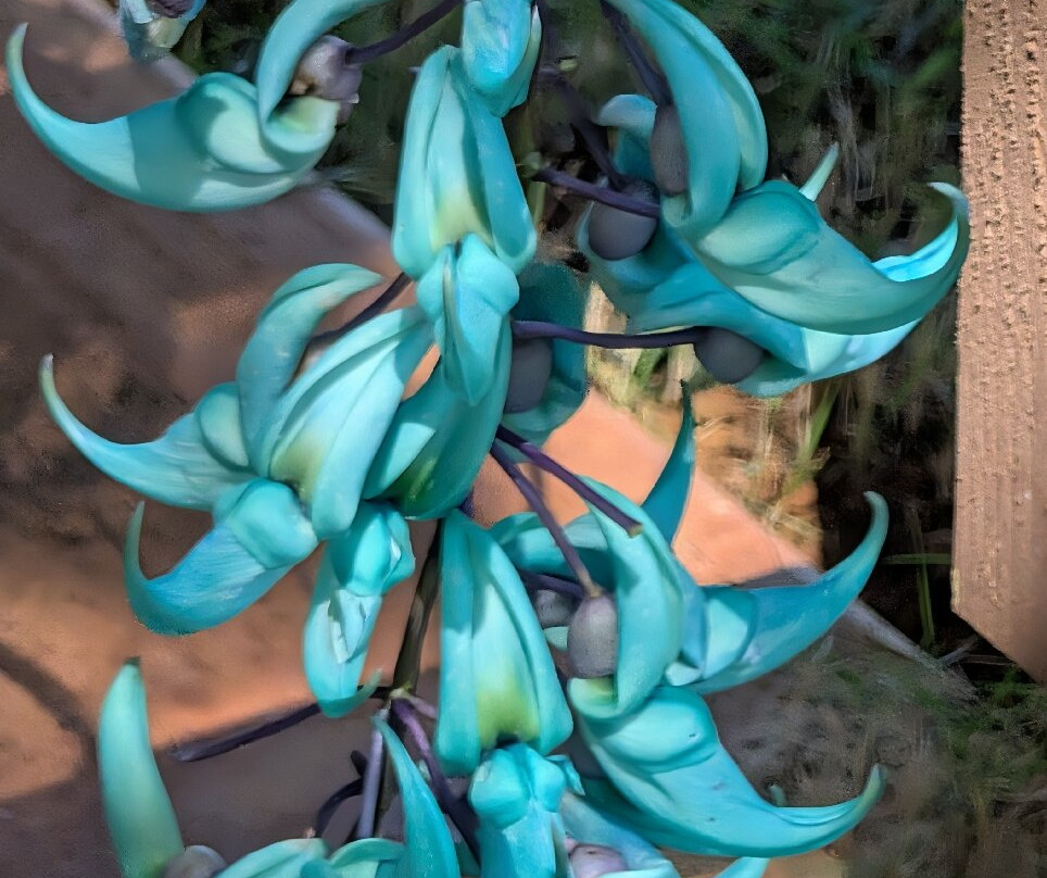 Na Aina Kai Botanical Gardens-基拉韦厄必去景点