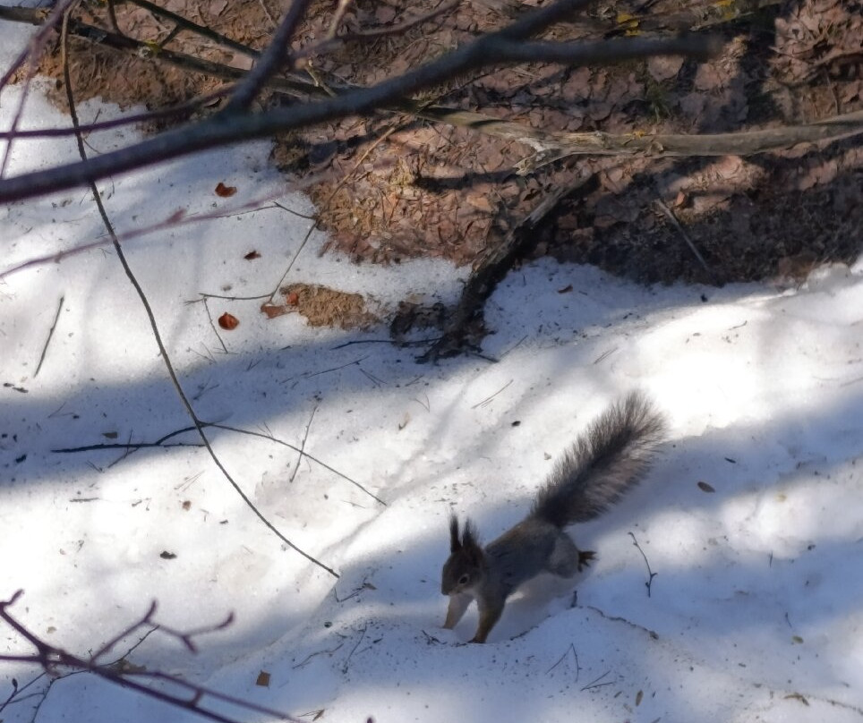 Park Mokhovyye gory-Bor必去景点