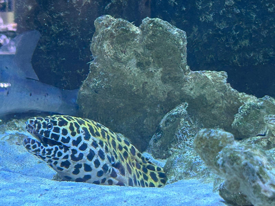 Boca Aquarium-博卡拉顿必去景点