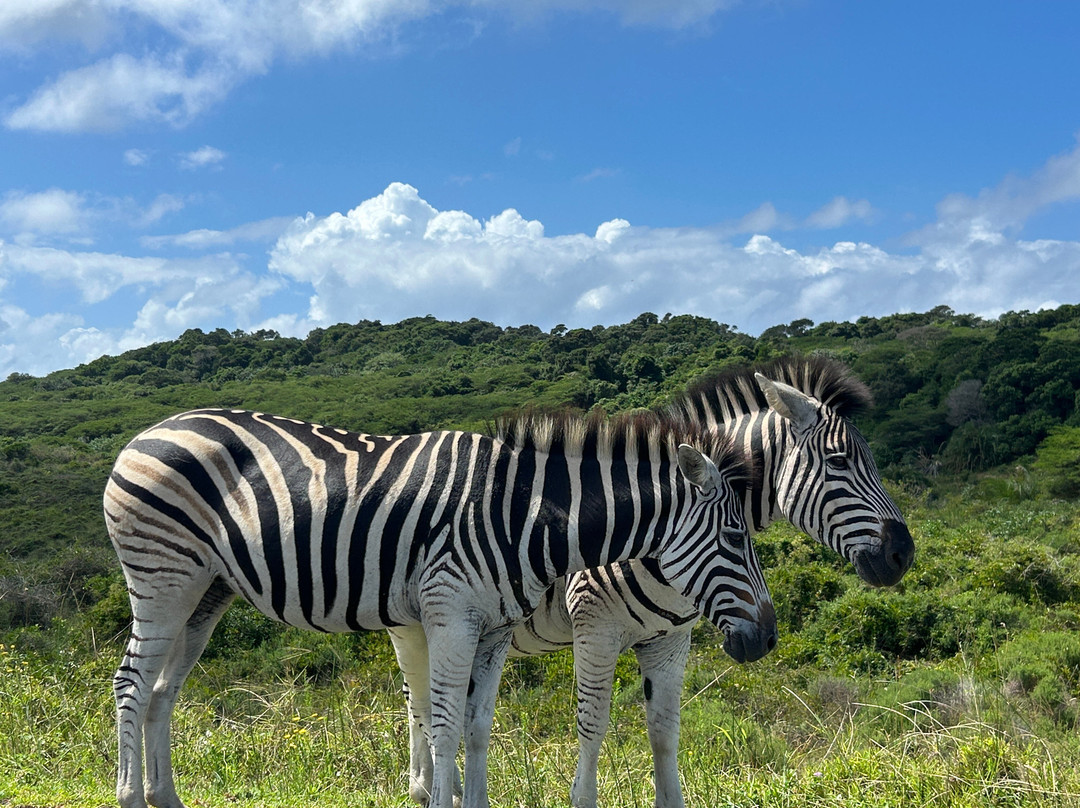 EuroZulu Guided Tours & Safaris-圣露西亚必去景点