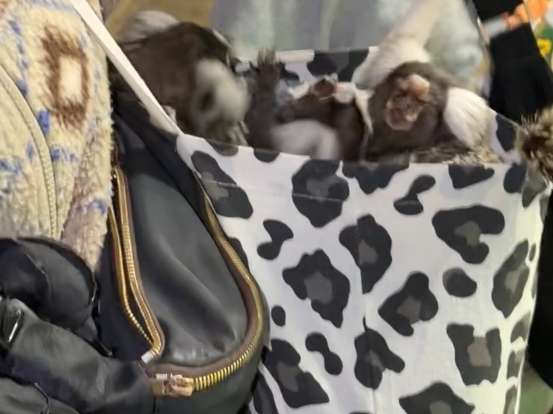 Pangea Park-Bjaeverskov必去景点