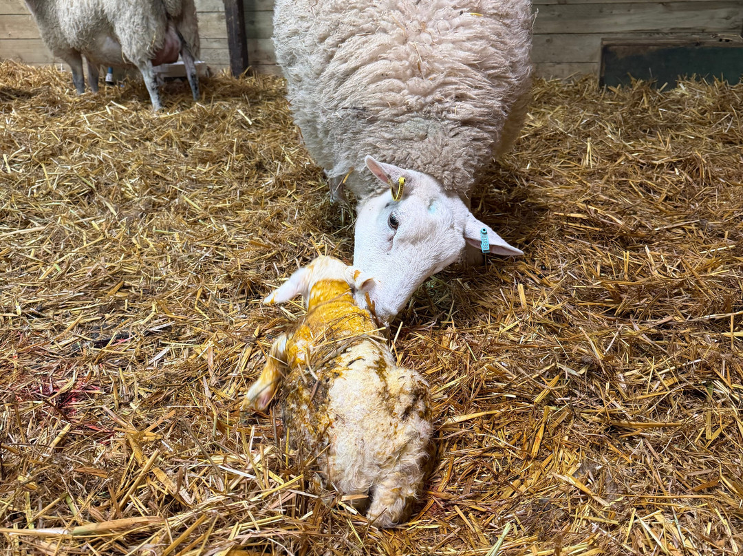 West Lodge Farm Park-Desborough必去景点