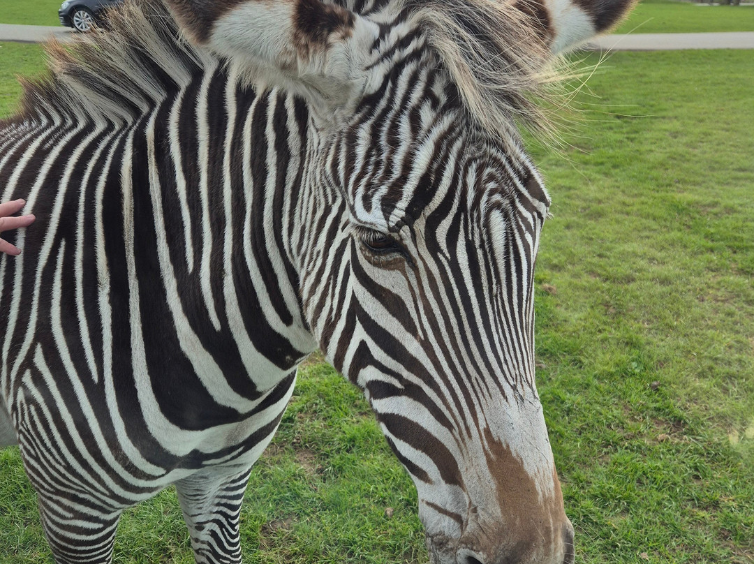 Woburn Safari Park-Woburn必去景点
