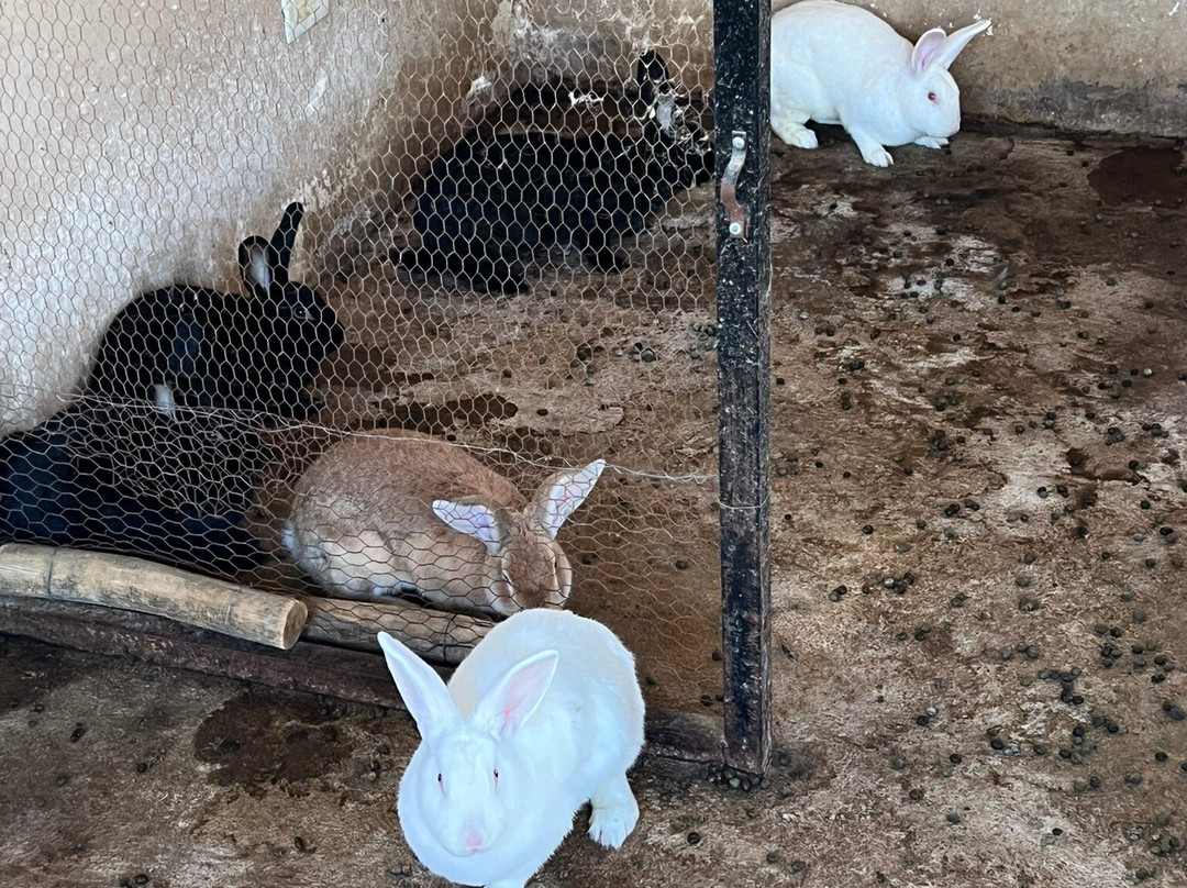 Bodega Alpamanta-路冉得库约必去景点