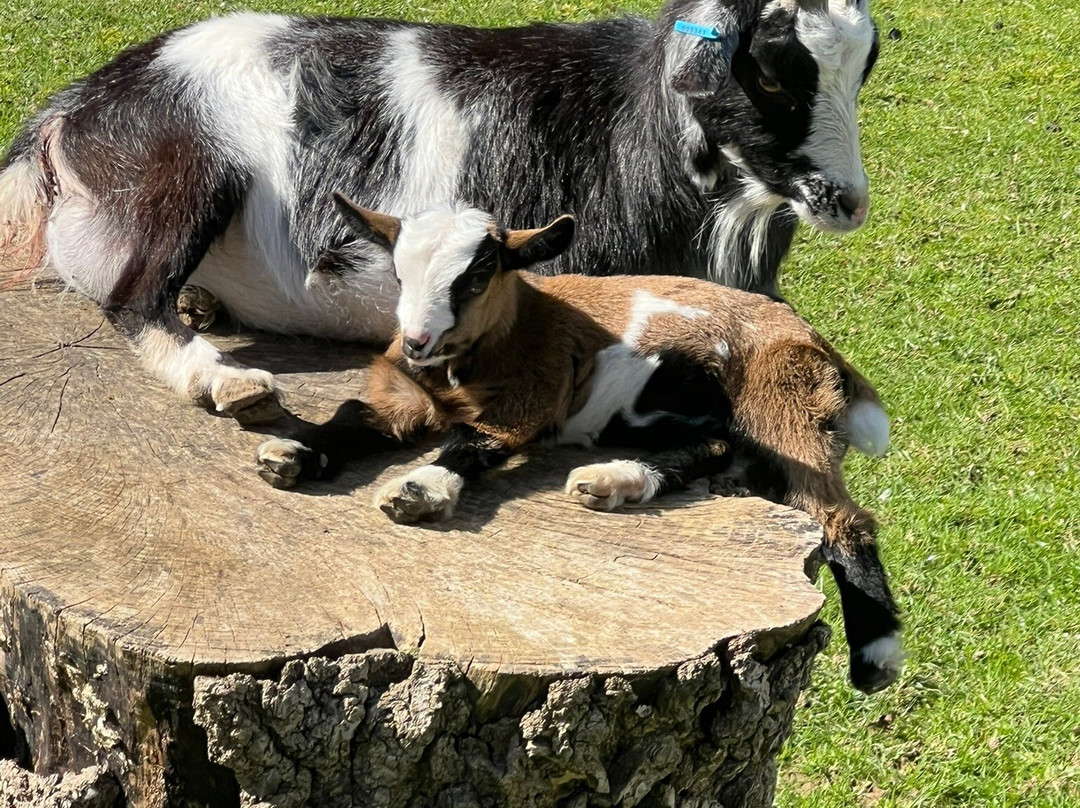 Woodside Animal Farm and Leisure Park-卢顿必去景点