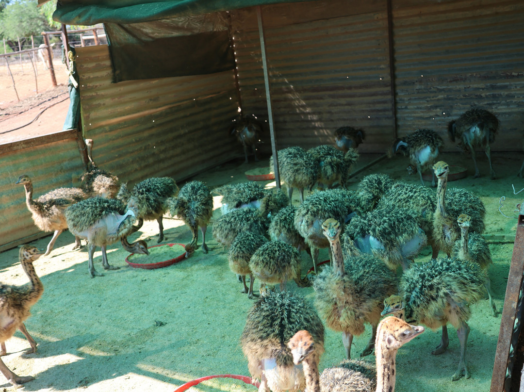 Highgate Ostrich Show Farm-奥兹洪必去景点
