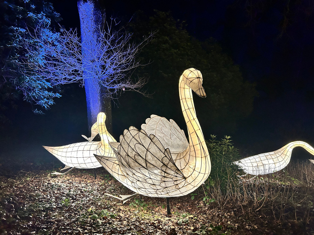 Leonardslee Illuminated