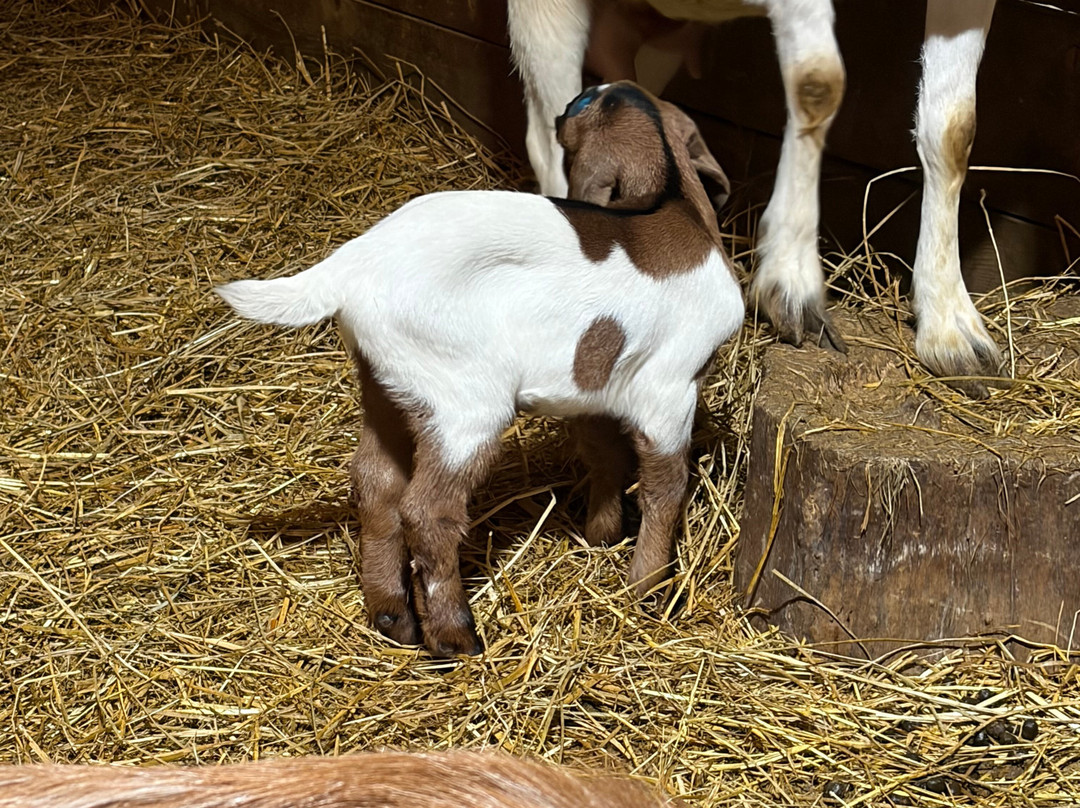 Woolley Animals Farm Park-Winkleigh必去景点