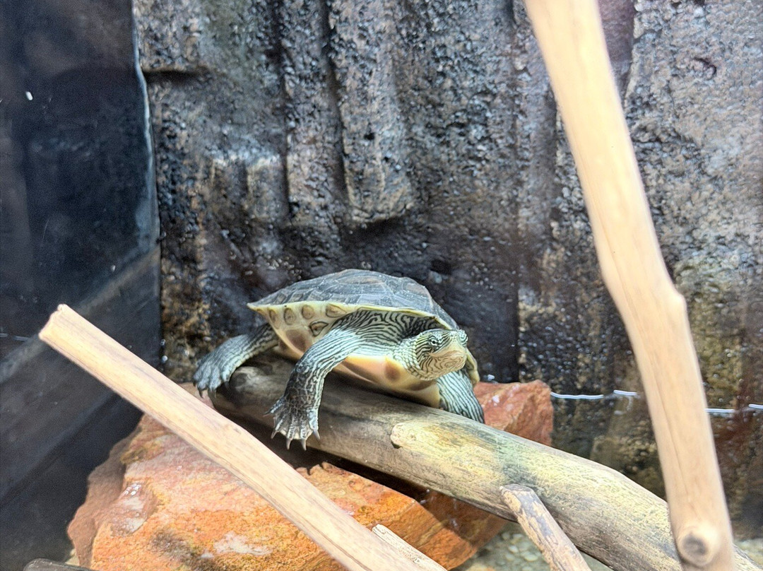 Angkor Wildlife & Aquarium-暹粒必去景点