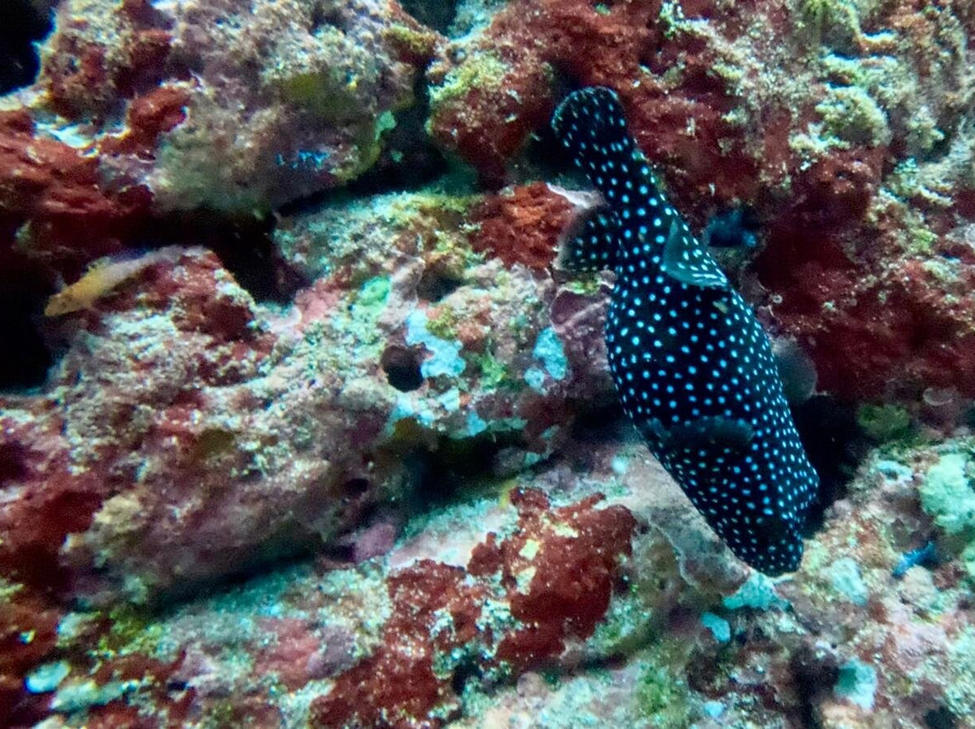 Costa Rica Adventure Divers-德雷克湾必去景点