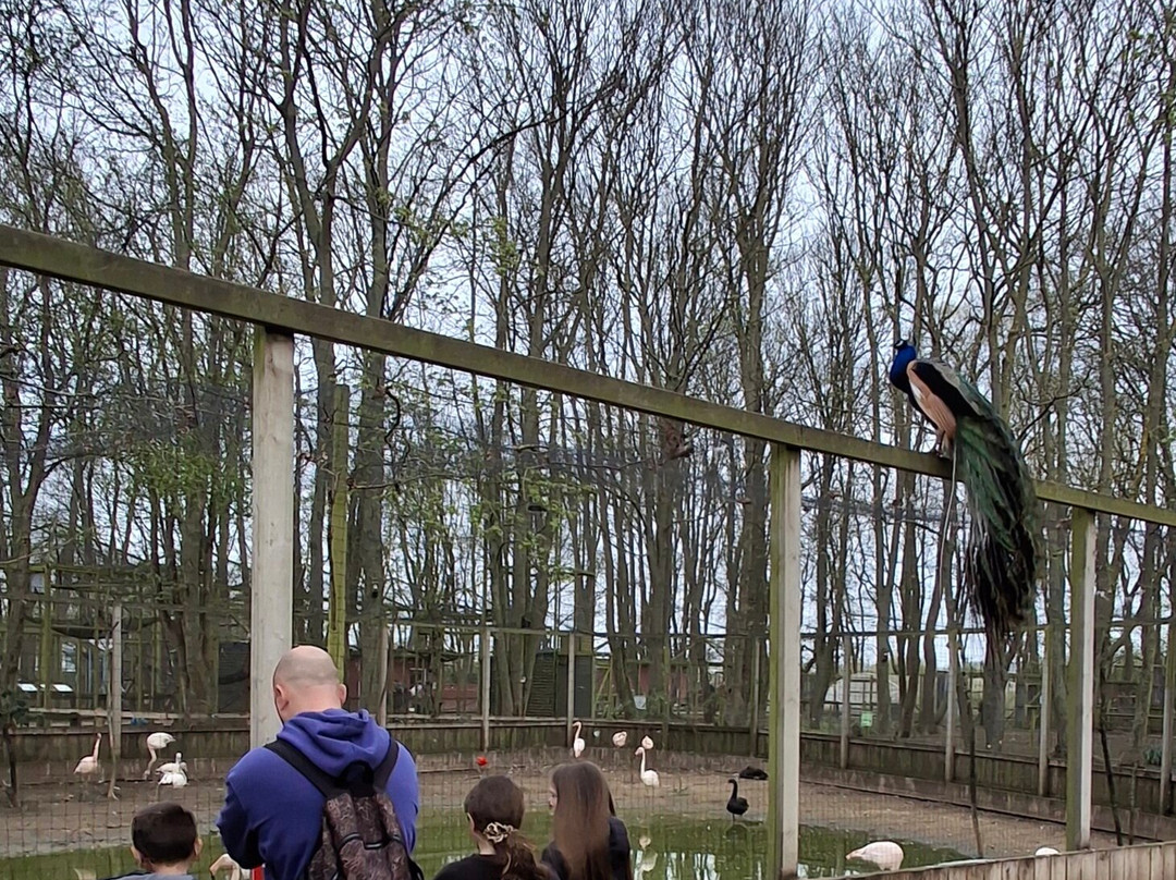 Bridlington Animal Park-布里德灵顿必去景点