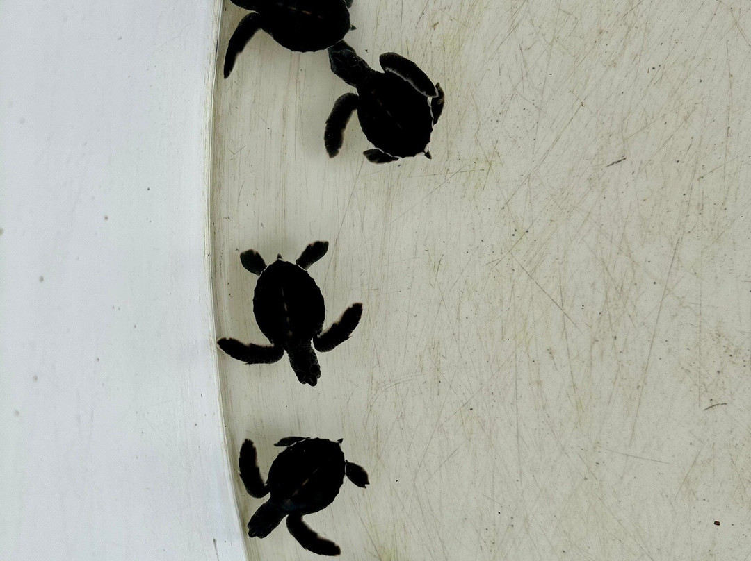 布里扎海滩度假村主图