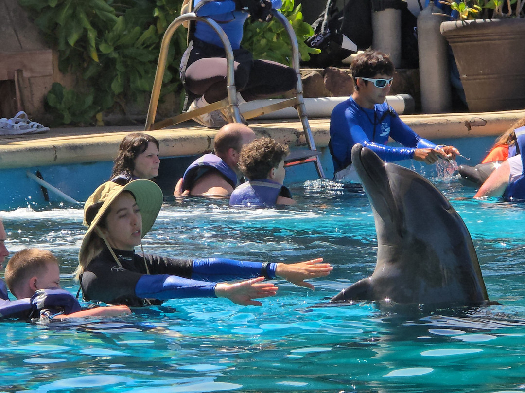 Dolphin Discovery Puerto Vallarta-新瓦雅塔必去景点