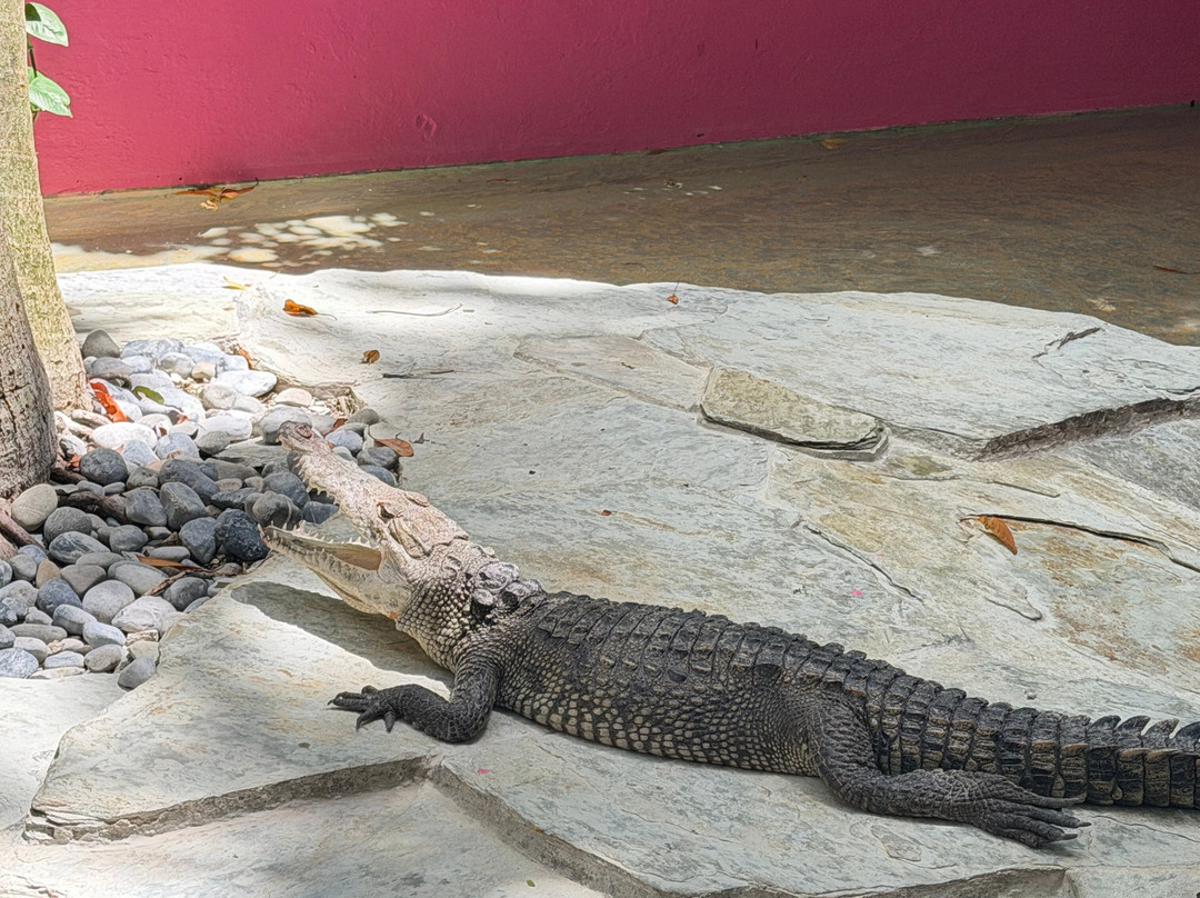 Croco Cun Zoo-从莫雷洛斯港必去景点