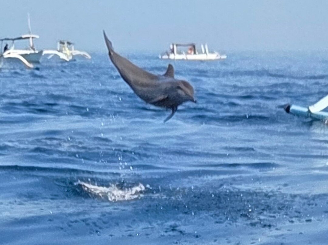 dolphin Lovina tours-罗威那海滩必去景点