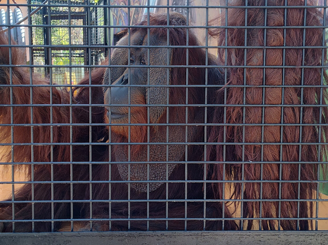 Suncoast Primate Sanctuary-帕姆港必去景点