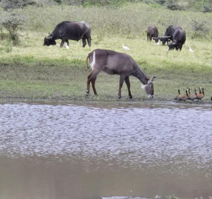 Northern Masailand Safaris-阿鲁沙必去景点