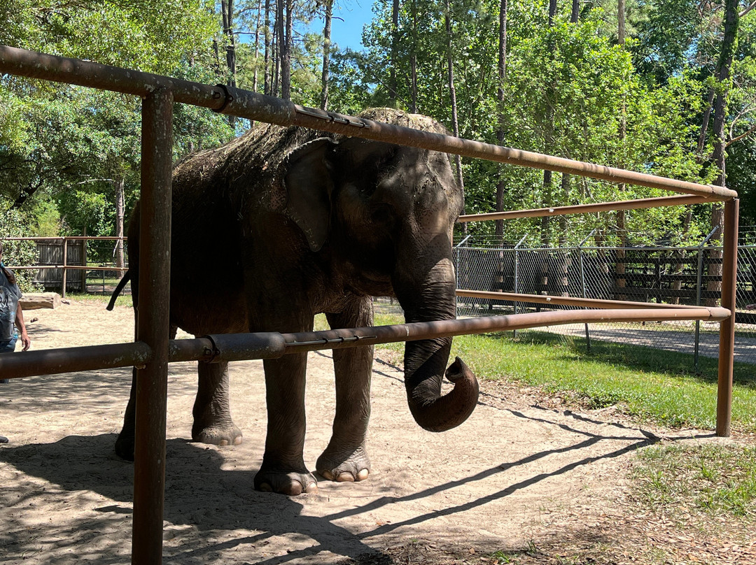 Two Tails Ranch: All About Elephants-Williston必去景点