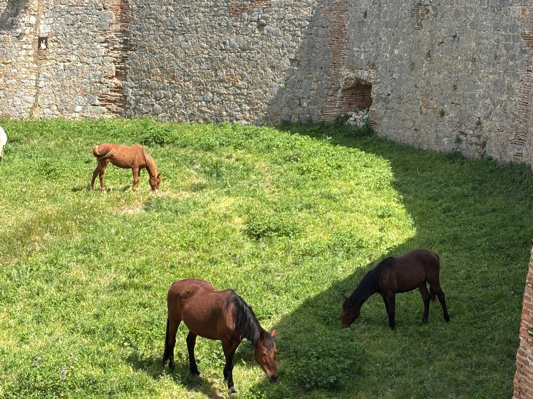 Forteresse de Salses-Salses-Le-Chateau必去景点