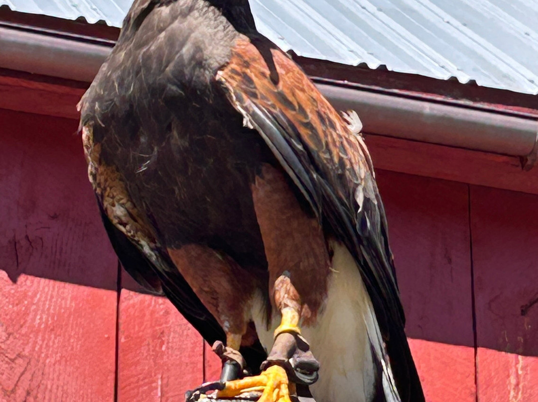 Monadnock Falconry-Temple必去景点