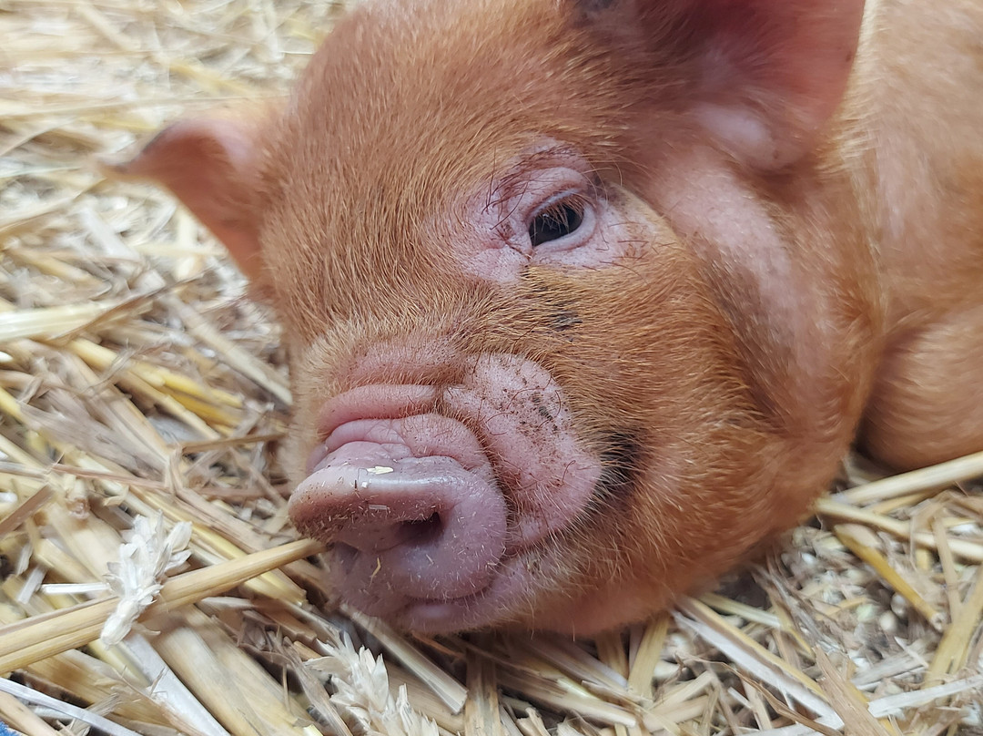 Chew Valley Animal Park-Chew Magna必去景点