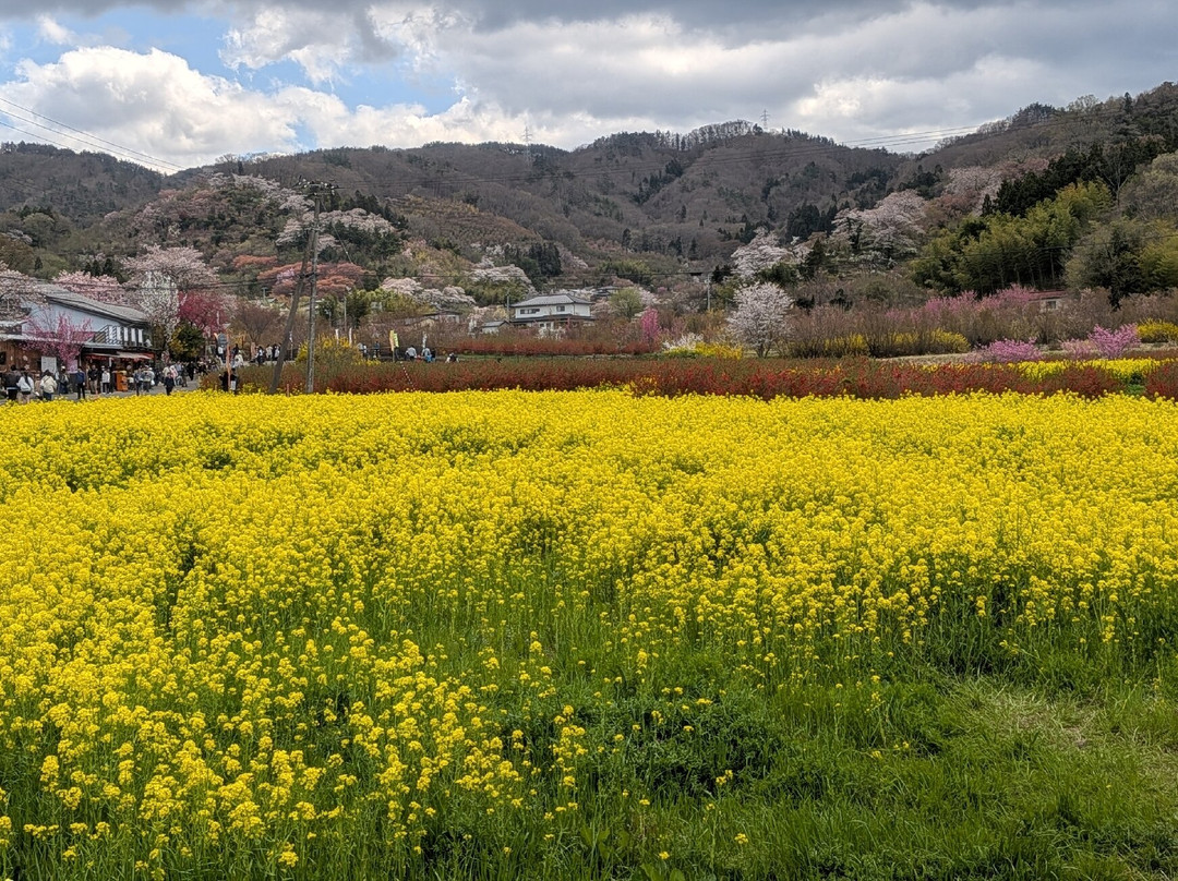 Hanamiyama Park-福岛市必去景点