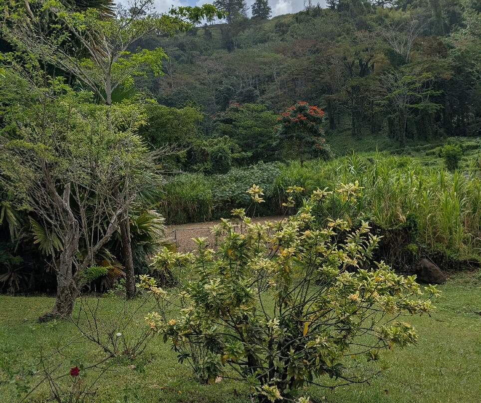 Dominica Botanic Gardens-罗索必去景点