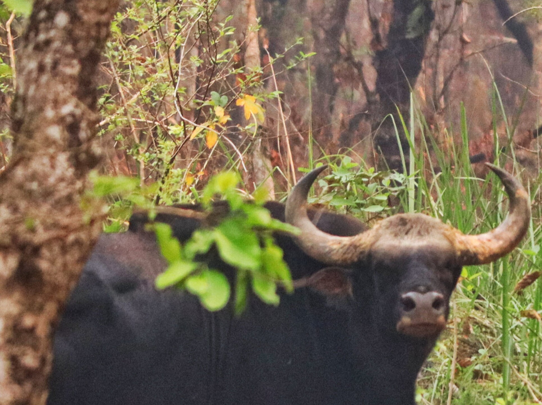 The Chitwan Tiger Guide Service And Mini Library-苏拉哈必去景点