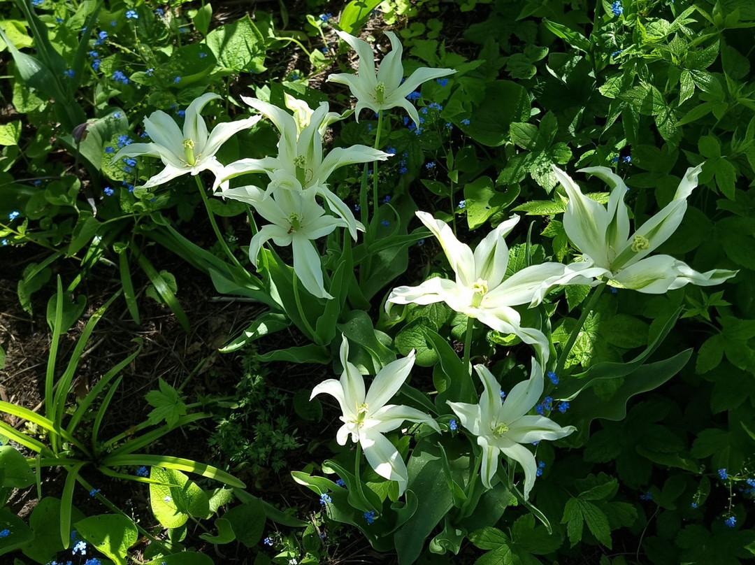 Vlinderhof-乌特勒支必去景点