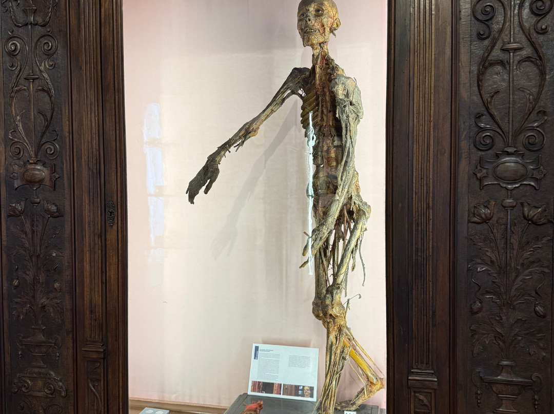 MUSA - Museo Universitario delle Scienze e delle Arti-那不勒斯必去景点