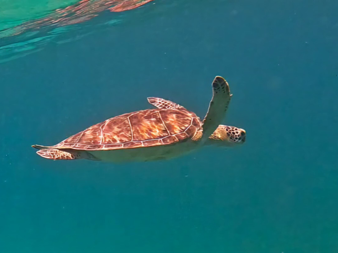 Vieques Snorkel Tours-维切克岛必去景点