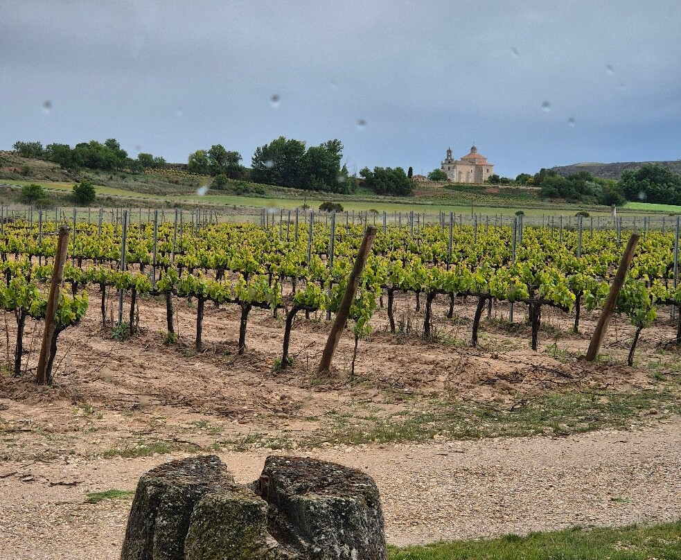 Velvety Wines - Dominio Lubiano-Pesquera de Duero必去景点
