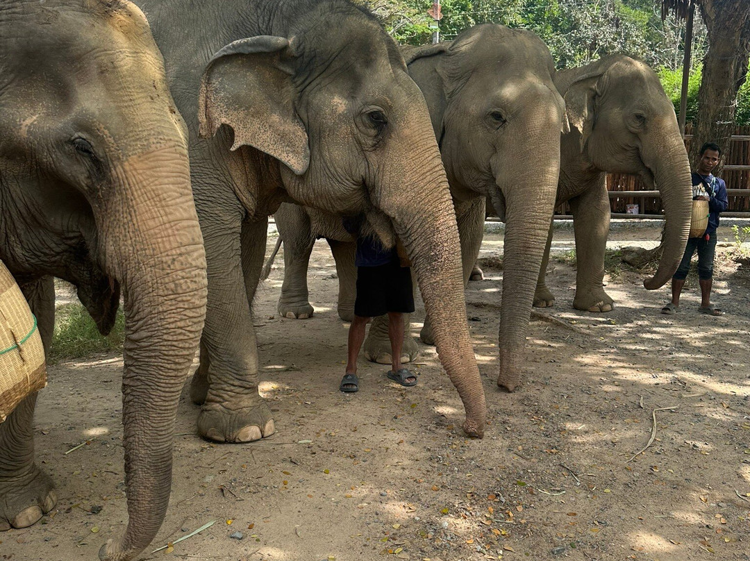 Samui Elephant Sanctuary-波普特必去景点