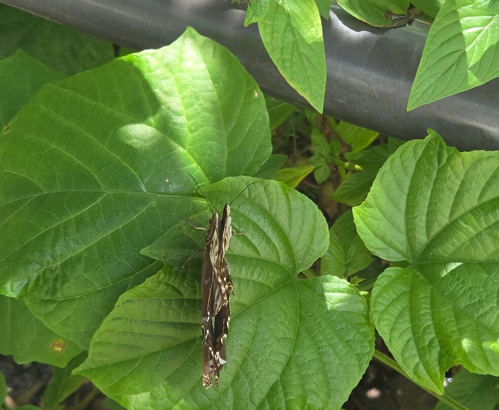 Butterfly World-Coconut Creek必去景点