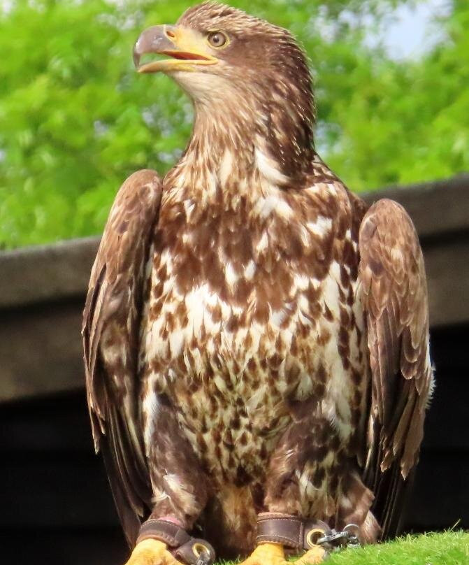 Eagle Heights Wildlife Foundation-Eynsford必去景点