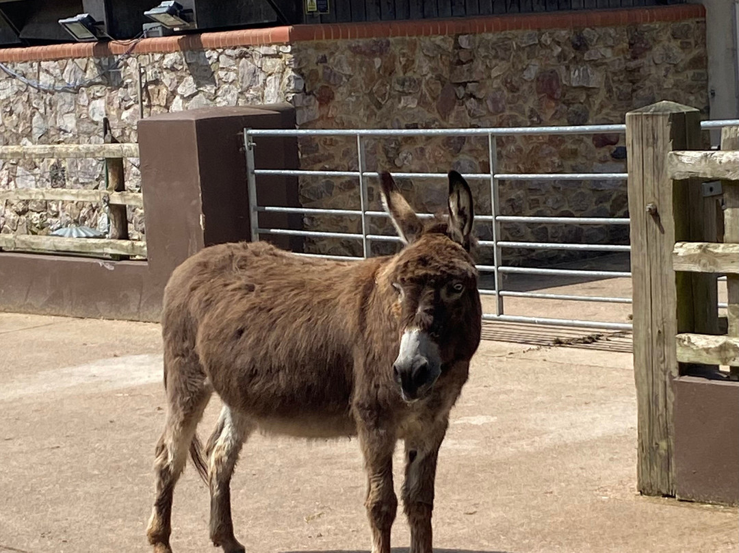 The Donkey Sanctuary-西德茅斯必去景点