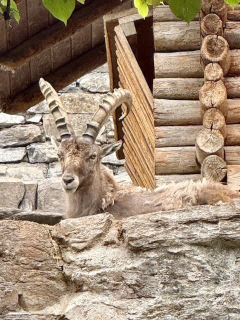 Alpine Wildlife Park Interlaken-因特拉肯必去景点