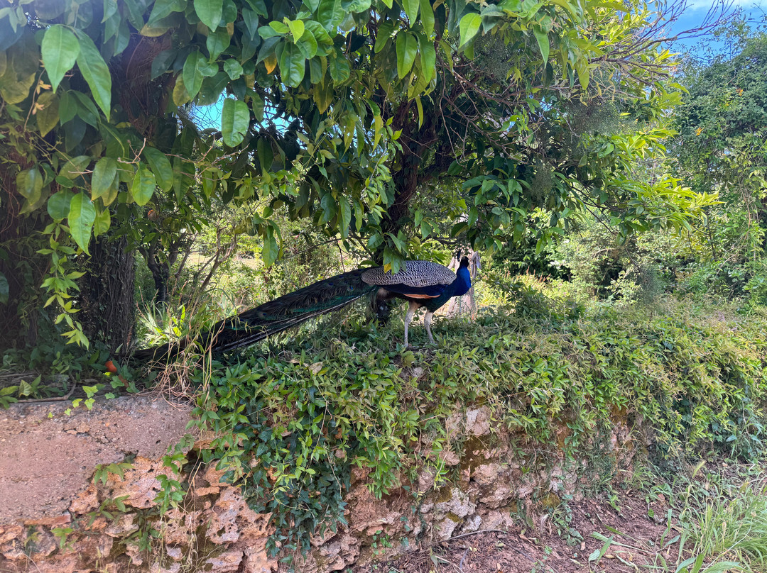 Mercouri Estate-Pyrgos必去景点